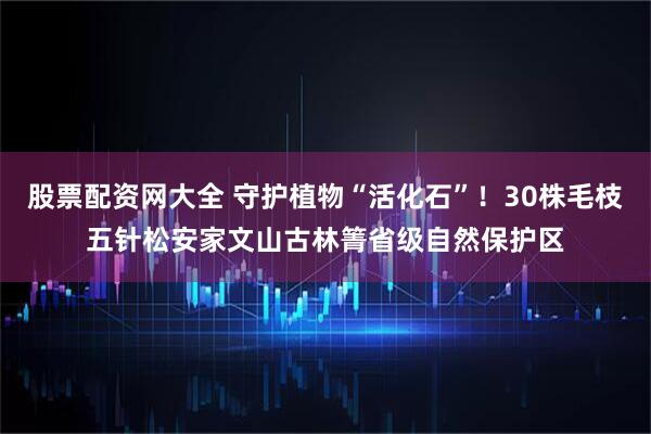 股票配资网大全 守护植物“活化石”！30株毛枝五针松安家文山古林箐省级自然保护区